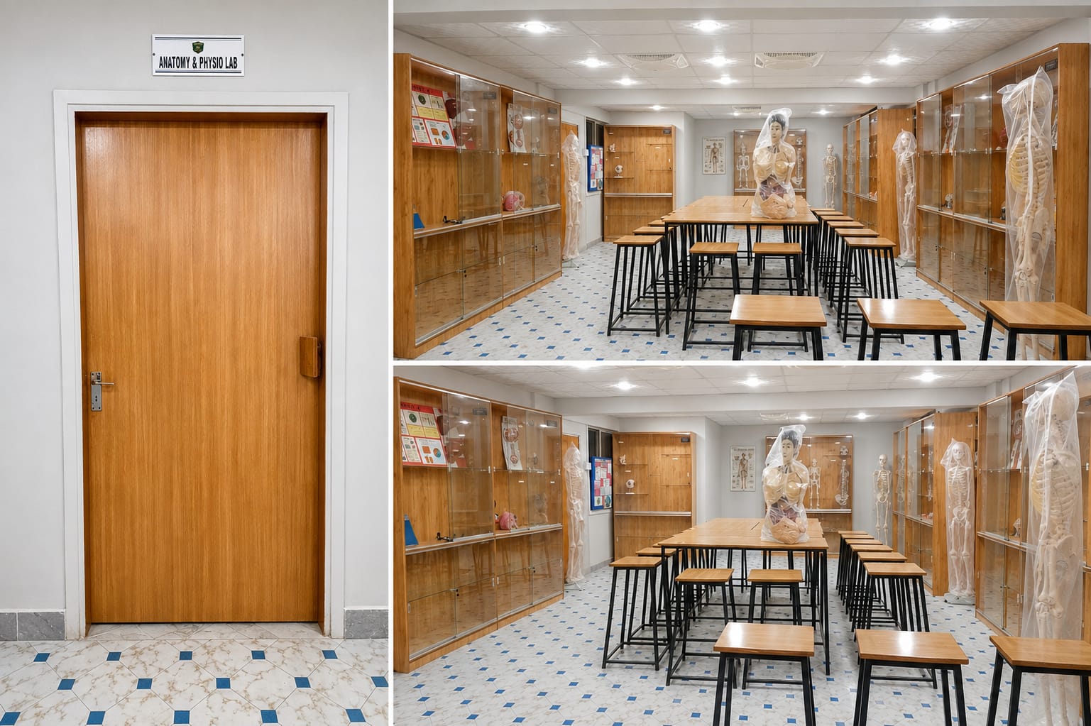 Anatomy and Physio Lab